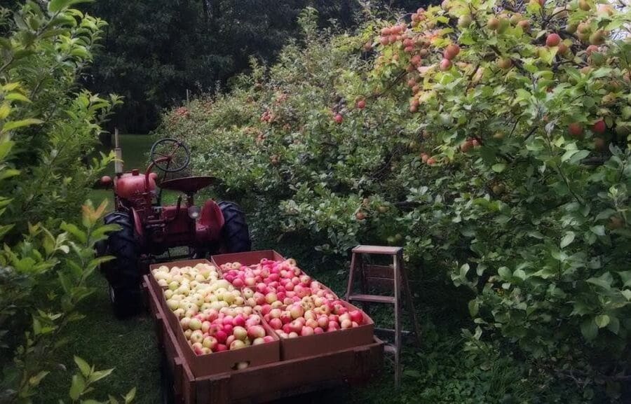 Partridge Point Orchard