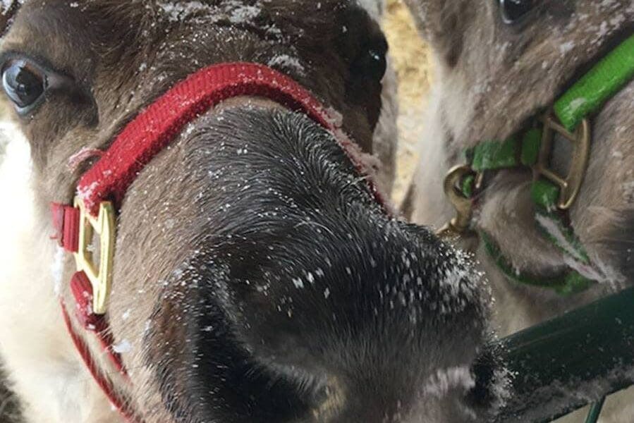 Snowman's Reindeer Farm