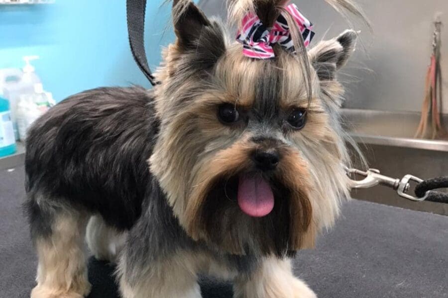 Charmaine's Pet Spa
