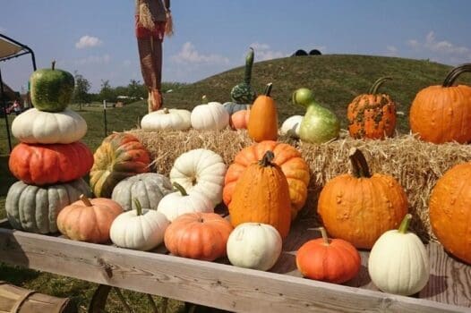 Roth Pumpkin Patch