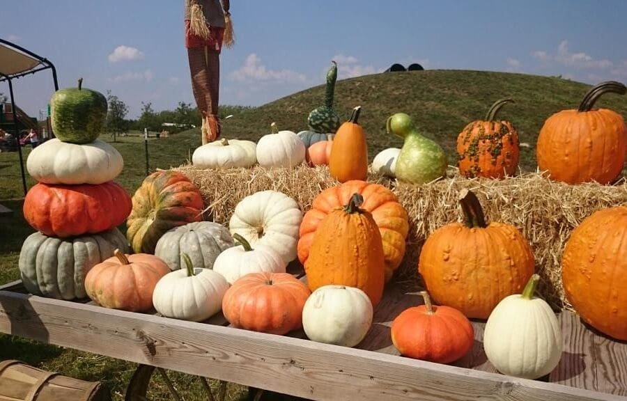 Roth Pumpkin Patch