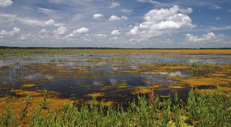 The Nature Conservancy
