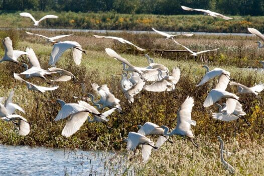 Emiquon National Wildlife Refuge