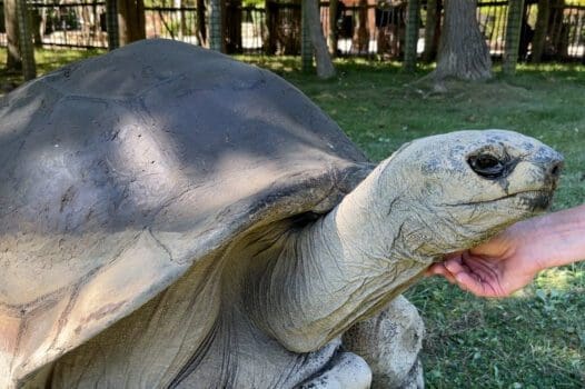 5 Animals You Have to Meet at the Peoria Zoo