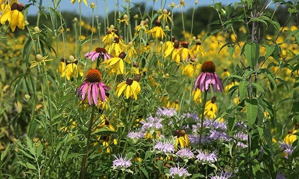 Jubilee College State Park
