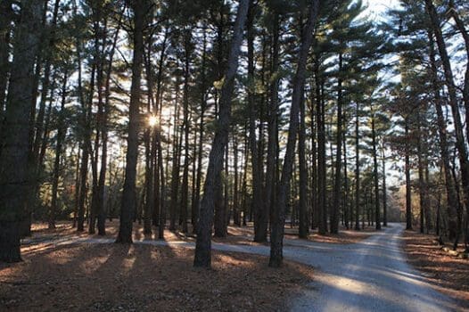 Sand Ridge State Forest