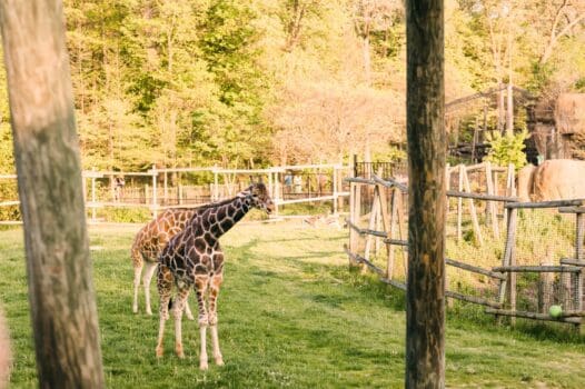 Peoria Zoo