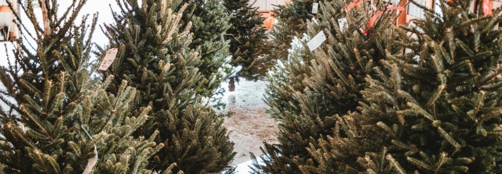 Christmas Tree Farms in Greater Peoria Discover Peoria, IL