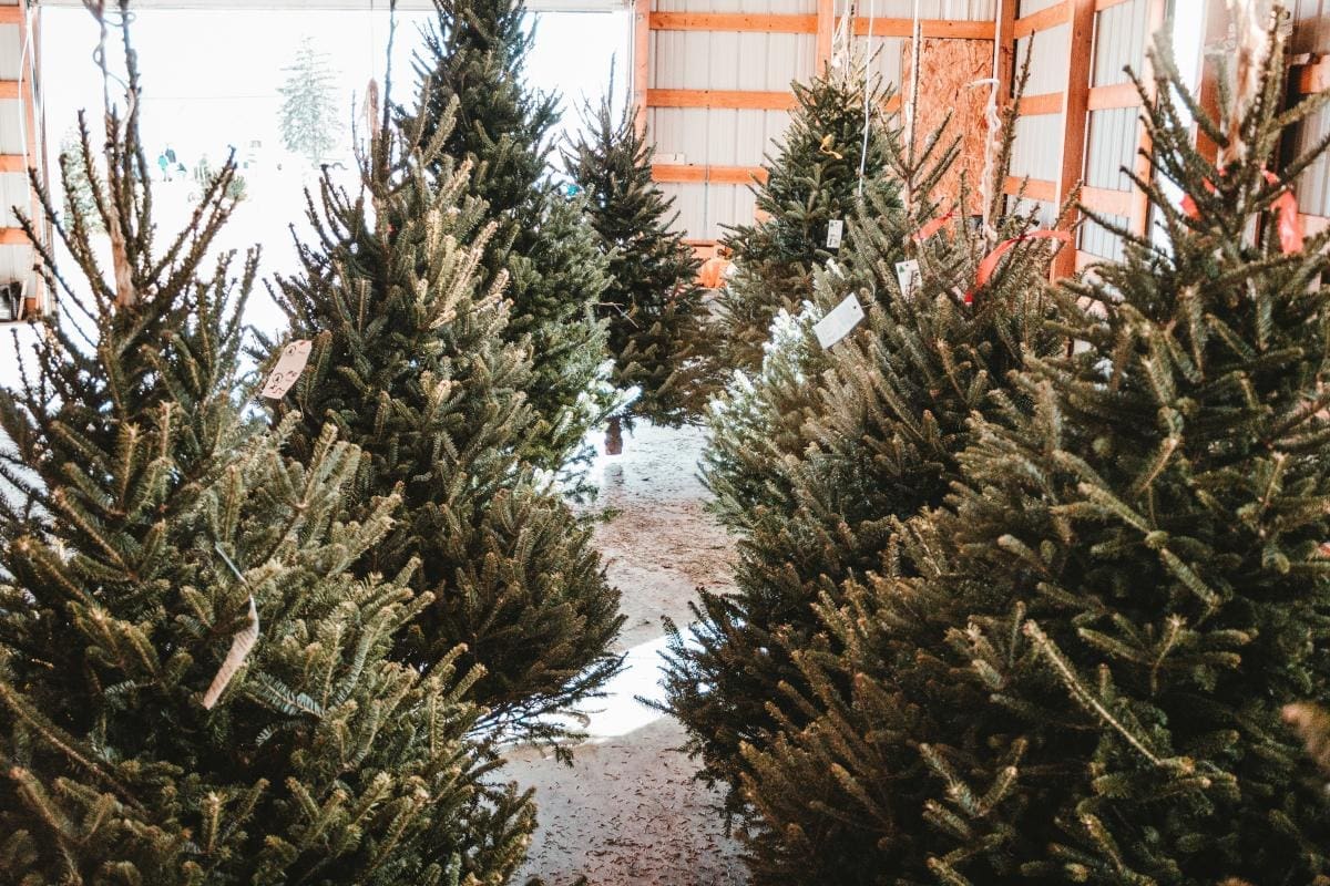Christmas Tree Farms in Greater Peoria Discover Peoria, IL