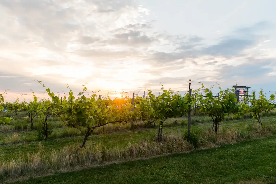 7 Local Wineries to Stop & Smell the Rosé