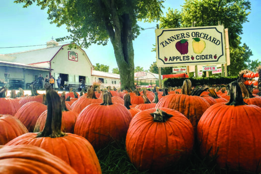 Tanners Orchard, Ltd.