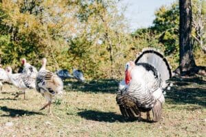 Greater Peoria Farm-fresh Turkey for Thanksgiving