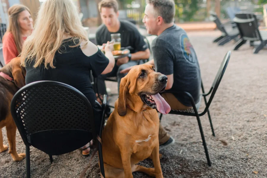 24 Dog-friendly restaurants