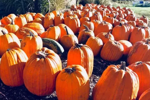 Libby's Pumpkin