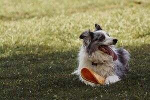 Oakwood Dog Park