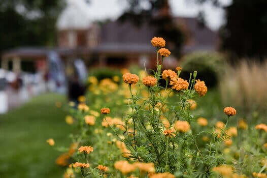 Pekin Marigold Festival