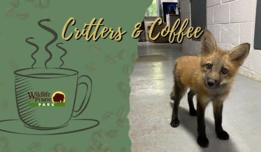 Critters & Coffee: Kits to Canids