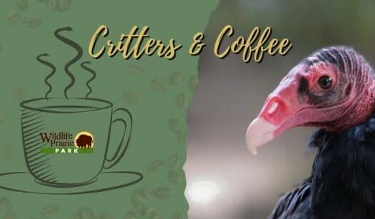 Critters & Coffee: Nature's Garbagemen