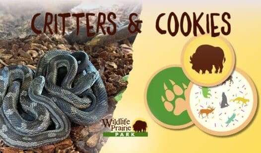 Critters & Cookies: In Cold Blood