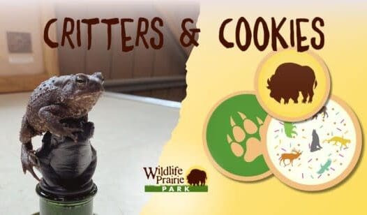 Critters & Cookies: Unforgettable Amphibians