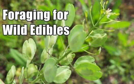 Foraging for Wild Edibles - Fall Survival Skills Class