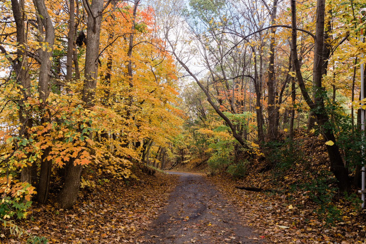 14 Best Places to Catch Fall Foliage in Greater Peoria