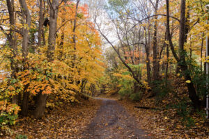 14 Best Places to Catch Fall Foliage in Greater Peoria