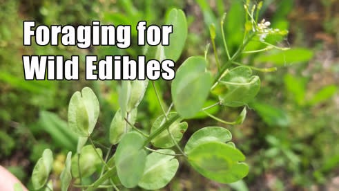 Foraging for wild edibles- Spring Survival Skills Class