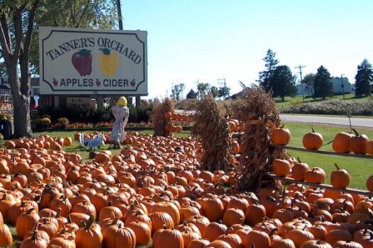 Tanners Orchard, Ltd.